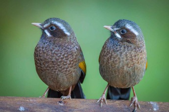 The White-whiskered laughingthrush (Trochalopteron morrisonianum) inhabits montane forest edges with dense scrub, but often appears, as they do now, on roadsides in search of food.