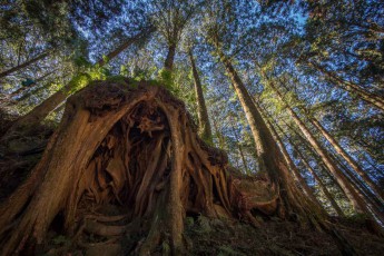 Taiwan: Somewhere in the dark, mystical forests of Alishan.