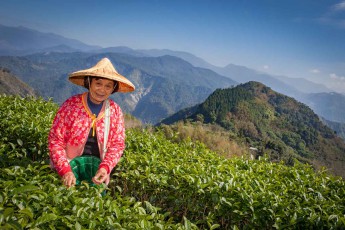 Taiwan: The owner of the Sheng le tea plantation, Xiu-Mei, demonstrates the manual harvesting of tea leaves from her Alishan black tea.