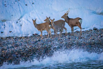 The sika deer can also be found on the coastline of the Sea of Okhotsk, where they eat seaweed that has been washed up.