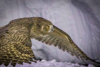 The Blakistons'n fish owl is one of the most endangered species in Japan. It is worshipped by the Ainu as the divine being Kotan-kor Kamuy: protector of the villages.