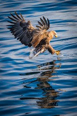 The sea eagle is Japan's second largest bird of prey after the white-tailed eagle.