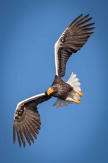 The body length of a Steller's sea eagle is up to 105 centimetres, its wingspan up to 2.80 metres.
