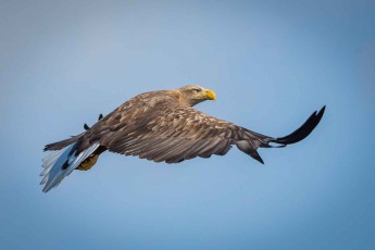 White-tailed eagles spend considerable time circling in search of prey.