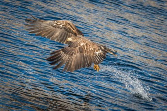 The white-tailed eagle has a wingspan of 1.9 to 2.4 metres.