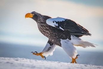 The Steller's sea eagle is one of the world's largest birds of prey.