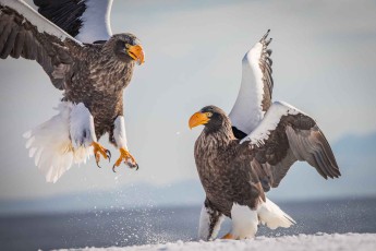 The body length of a Steller's sea eagle is up to 105 centimetres, its wingspan up to 2.80 metres.