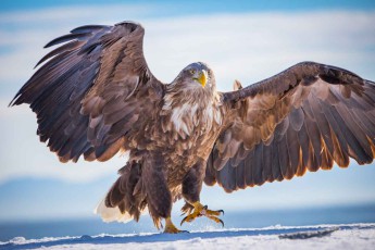 White-tailed eagles that have bred in eastern Russia migrate to Hokkaido for the winter. There they hunt for fish, ducks and gulls on ice-free stretches of coastline and rivers.
