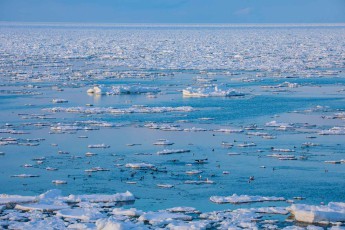 View of the drift ice of the Sea of Okhotsk. Cormorants swim in the foreground.