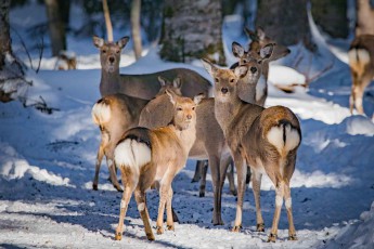 The most common large mammal in Hokkaidō and the whole of Japan is the sika deer.