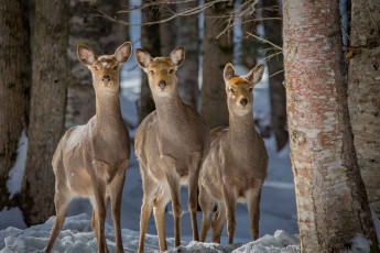 Sika deer can be seen on almost every hike around Lake Akan. Here are three young animals.