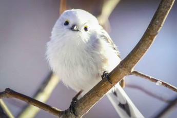 A symbol of Japanese pop culture thanks to its cuteness: the Hokkaido long-tailed tit (Image: Japan Tourism Board).