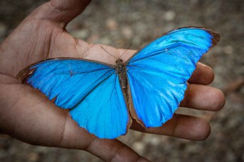 Ein Schmetterling der Gattung Morpho, wahrscheinlich ein Morpho menelaus. Er verdankt das markante Leuchten seiner Flügel der Lichtbrechung und Reflexion in den Flügelschuppen.