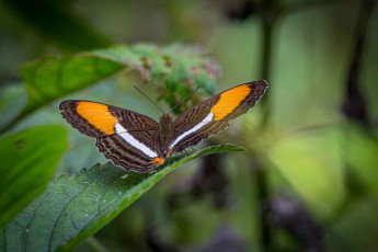 Ein Adelpha cytherea Schmetterling im Regenwald Panamas.