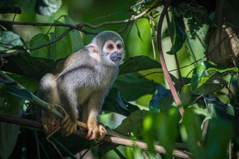 An Ecuadorian squirrel monkey. I took this photo from the terrace of my little house at Sacha Lodge.