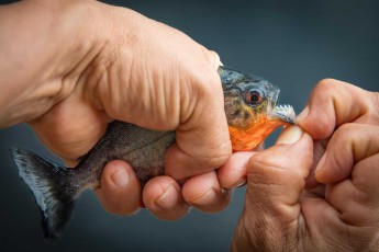 A piranha specimen, fished directly from the lodge, marvelled at and released again.