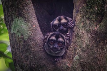 Night monkeys are the only nocturnal monkeys. Their weight varies between 0.7 and 1.2 kilograms.
