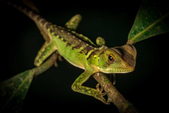 Most likely an iguana (Iguanidae) of the genus Enyalioides, known as ‘Woodlizards’ or ‘Dwarf iguana’. Their striking colours and patterns help these tree-dwelling lizards to camouflage themselves in their environment.