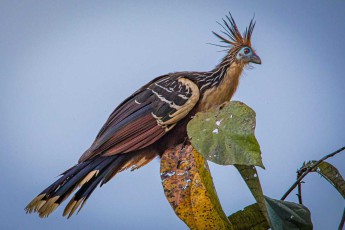 A hoatzin, also known as a Stinky Turkey. Its meat is considered inedible by indigenous people. This is partly due to the very slow digestion process, during which part of the food is fermented and the meat absorbs the resulting odour.