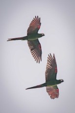Two Chestnut fronted macaws.