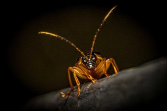 Probably a nocturnal beetle of the family Cerambycidae, whose antennae are often longer than the body.
