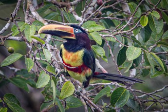 A chestnut eared aracari, which belongs to the toucan family.