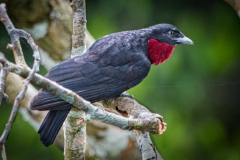A purple throated fruit crow (Querula purpurata).