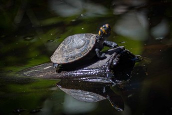 A yellow-spotted river turtle.