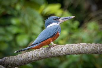 The largest kingfisher in the Amazon: the Ringed kingfisher.