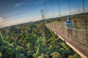One of the special features of Sacha Lodge is this 36 metre high and 275 metre long suspension bridge over the rainforest.