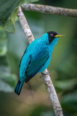 A green honey creeper (Chlorophanes spiza) in the jungle near Sacha Lodge.