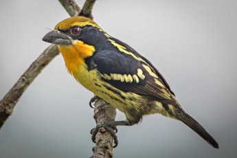 A gilded barbet (Capito auratus) in the jungle near Sacha Lodge.