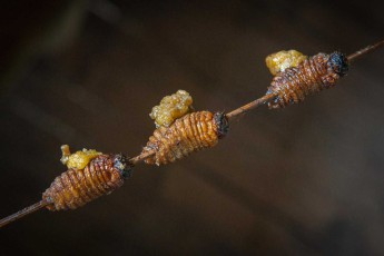 A delicacy from the Amazon: roasted palm weevil larvae! These larvae, also known as sago palm weevil (Rhynchophorus ferrugineus), live in rotting wood or in palm trees, are rich in protein and have a nutty flavour.