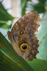 A Caligo oileus, also called Oileus giant owl or Owl's eye.