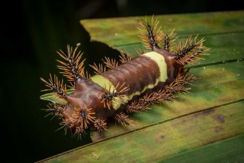 A caterpillar of the butterfly genus Automeris with characteristic stinging hairs.