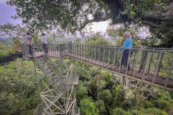 The Kapok Tower is a 43 metre high viewing platform. It is particularly suitable for birdwatching in the morning.