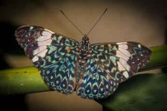 A butterfly of the genus Hamadryas (Nymphalidae).