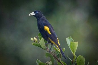 A yellow dumped cacique (Cacicus cela) in the jungle near Sacha Lodge.