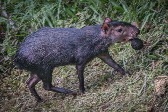 A rodent called Aguti. I was able to take this picture from the boardwalk at Sacha Lodge.