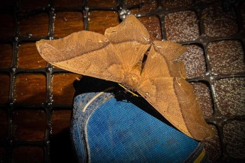 Probably a moth pausing on my shoe at night. They belong to the owl moth family (Noctuidae) and are known for their impressive wingspan, which can reach up to 30 centimetres.