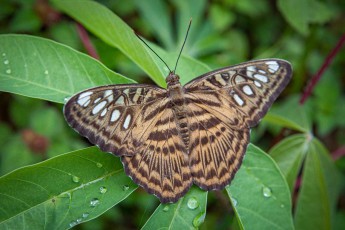 Santu Island: Probably a clipper (Parthenos sylvia).