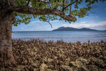 View over mangrove roots. The island of Nguna in the background.