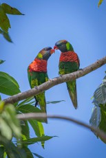 Two Coconut lorikeets (Trichoglossus haematodus) on the island of Pélé.