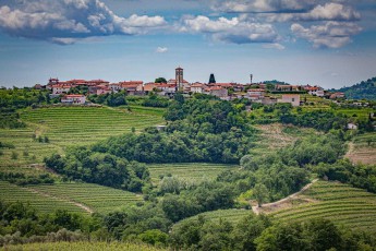 The precisely laid rows of vines stretch in gentle waves across the hilly landscape of Brda, bearing witness to centuries of winegrowing tradition in this region bordering Italy.