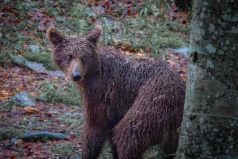 A young brown bear keeps a watchful eye on us, narrowly missing our hiding place. Slovenia is home to one of Europe's most stable bear populations, with around 1,000 animals living in the dense forests of the Julian Alps and the Dinaric Mountains.