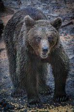 A female brown bear shows off her powerful teeth. This omnivorous animal can weigh up to 300 kilograms. Gamekeepers lure her to the observation points with small amounts of corn.