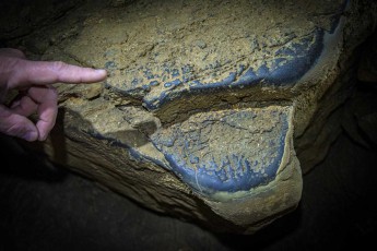In Križna Cave, these smooth black surfaces on the limestone bear witness to thousands of years of use – countless cave bears rubbed their fur against them, leaving smooth marks that could only be preserved in the protected cave climate.