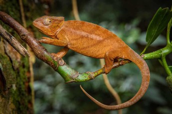 Vermutlich ist es Pantherchamäleon-Weibchen, das auf einem moosbedeckten Ast im Montagne d'Ambre Nationalpark ruht. Der spiralförmig geringelte Schwanz dient als fünfte Greifhand im Geäst des Regenwaldes.
