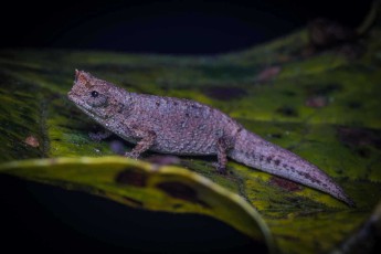 Wie ein winziger Drache sitzt wahrscheinlich ein Antakarana-Zwergchamäleon (Brookesia antakarana) bewegungslos auf einem Blatt - diese erst 2005 beschriebene Art ist ausschließlich in den Amber Mountains Nordmadagaskars heimisch und zählt zu den kleinsten Chamäleons der Welt.