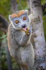 Mit herausgestreckter rosa Zunge genießt ein Kronenmaki sichtlich ein Stückchen Banane - die charakteristische orangefarbene "Krone" und die großen bernsteinfarbenen Augen machen diese gefährdete Art zu einem der markantesten Lemuren der madagassischen Trockenwälder, wo sie sich hauptsächlich von Früchten, Blättern und Nektar ernährt.